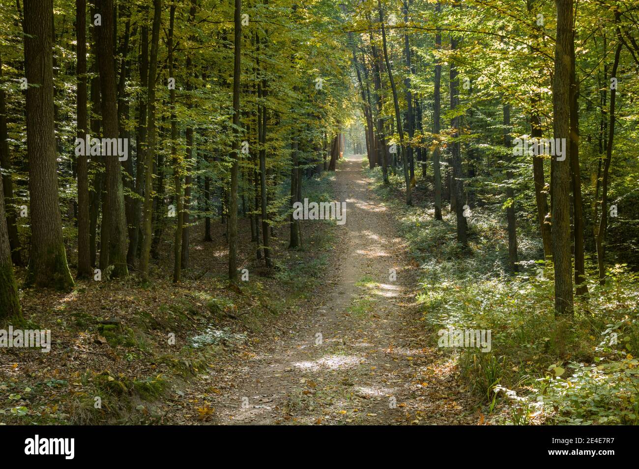 Dirt road through the forest on a sunny October day, Nowiny, Poland Stock Photo