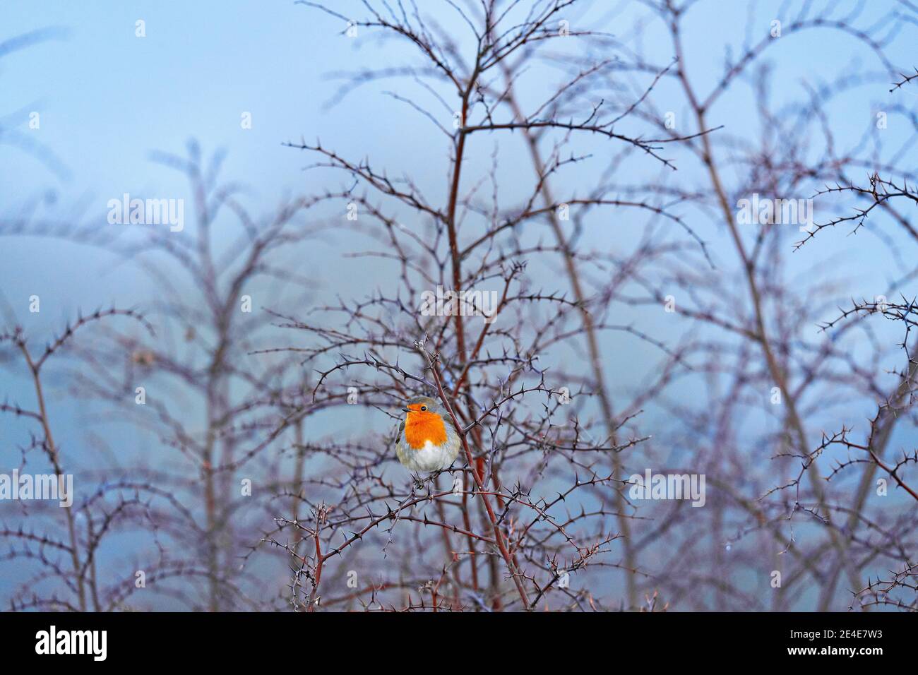 Misty cold morning with beautiful orange bird. European Robin, Erithacus rubecula, orange songbird sitting on gravel road with green background. Nice Stock Photo