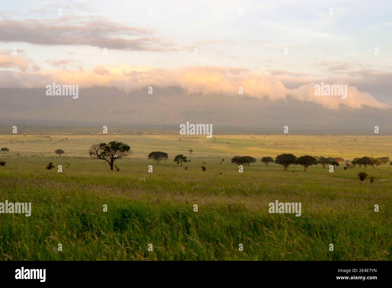 Savannah grassland tree drought hi-res stock photography and images - Alamy