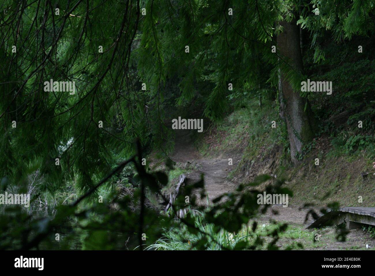 A lonely path through a pine tree forest Stock Photo
