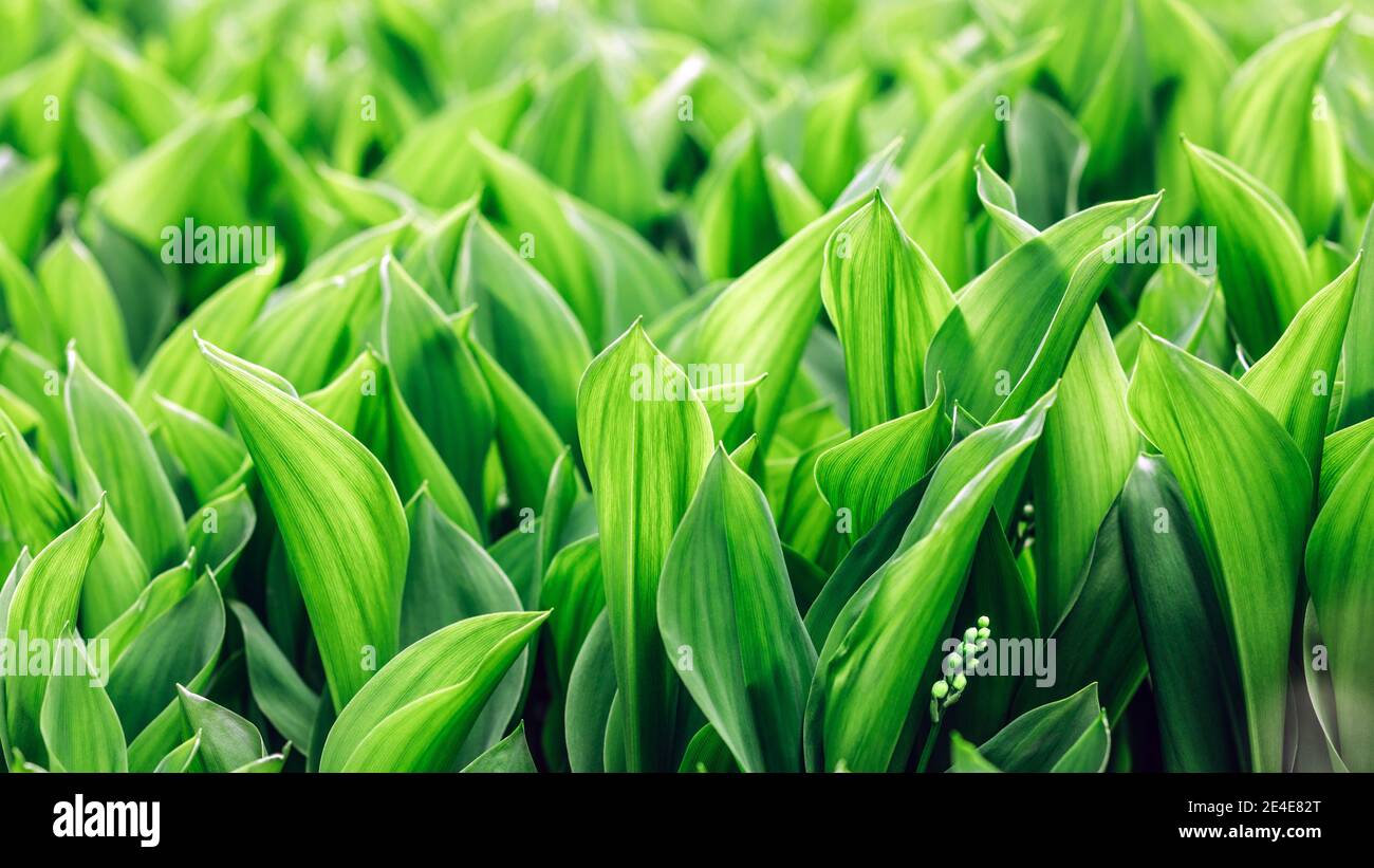 Lily of the valley garden hi-res stock photography and images - Alamy