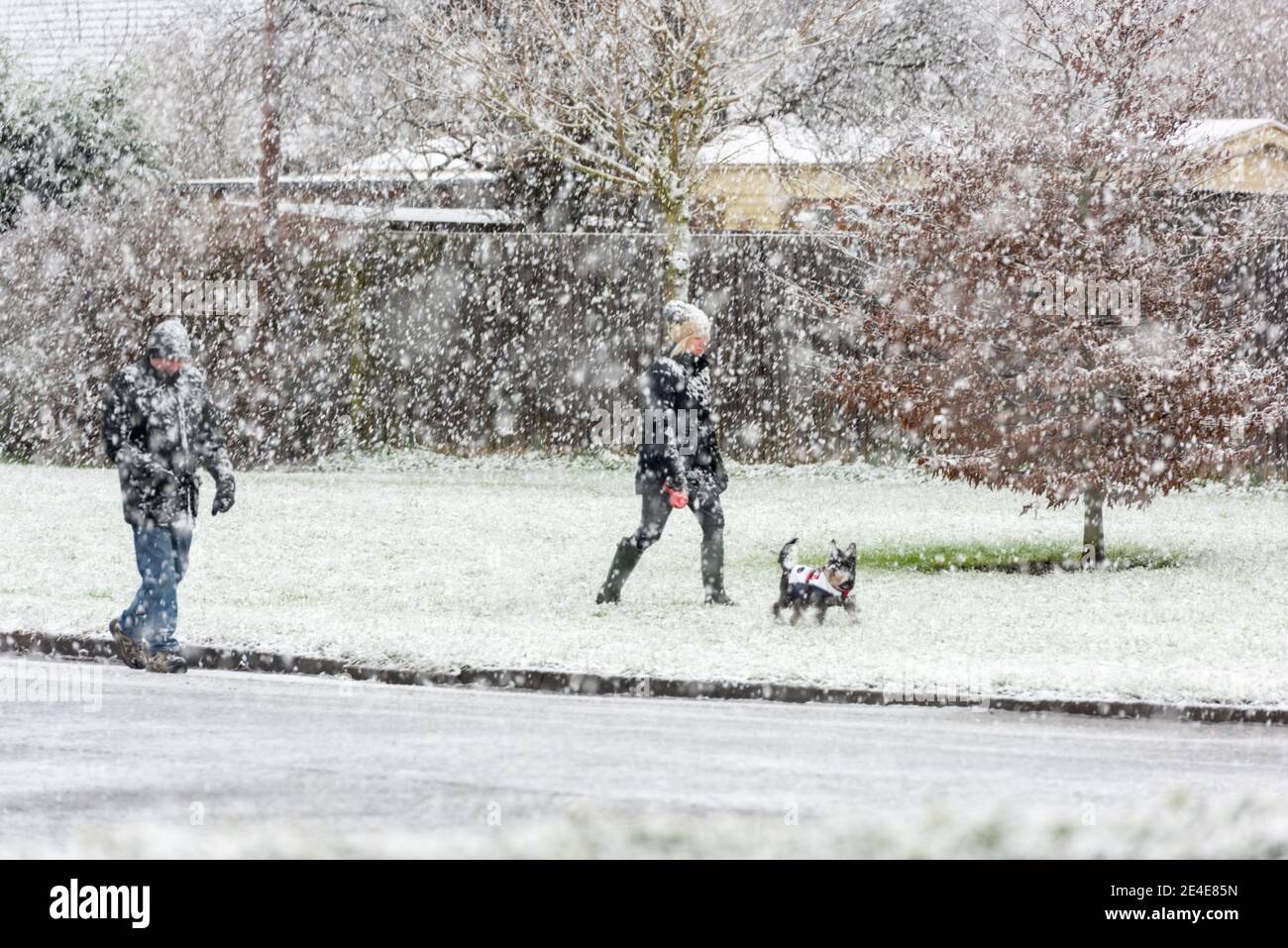 Willingham Cambridgeshire, UK. 23rd Jan, 2021. People walk their dog as a heavy snow shower falls in East Anglia in cold winter weather. Further snowfall is forecast across parts of the UK with freezing temperatures over the next few days. Credit: Julian Eales/Alamy Live News Stock Photo