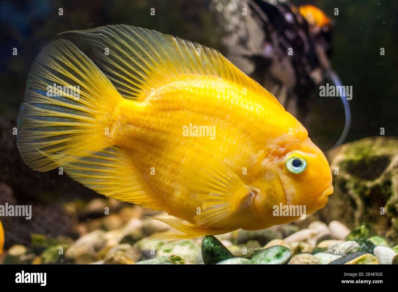 Parrot fish swimming in freshwater aquarium Stock Photo