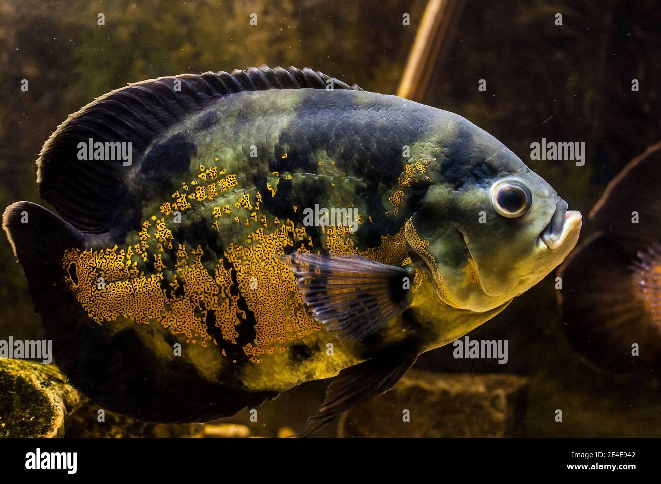 Oscar fish (Astronotus ocellatus). Tropical freshwater fish in aquarium. Stock Photo
