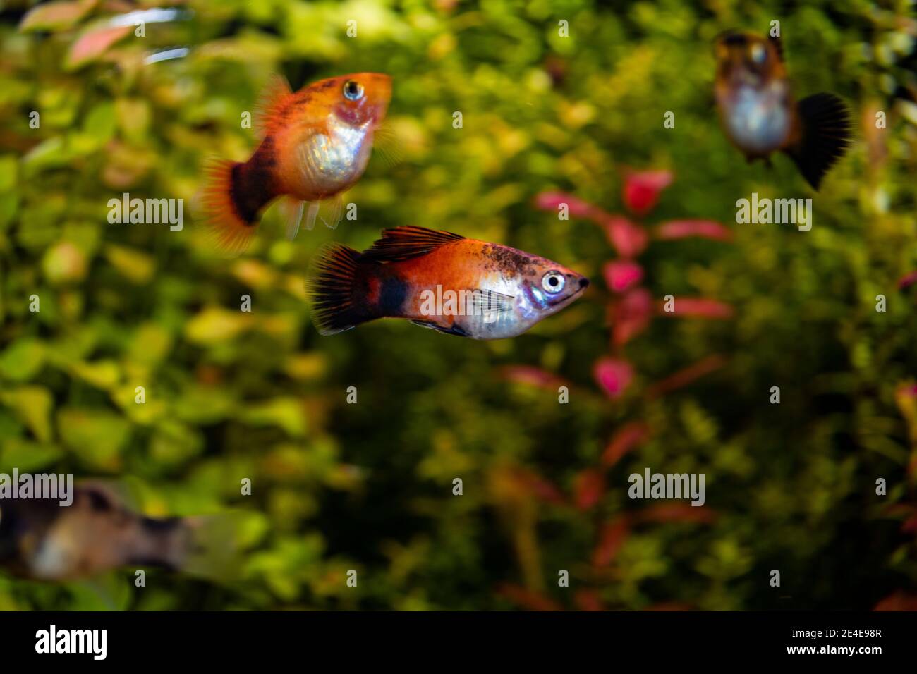 Platy fish (Xiphophorus maculatus) swimming in freshwater aquarium Stock Photo