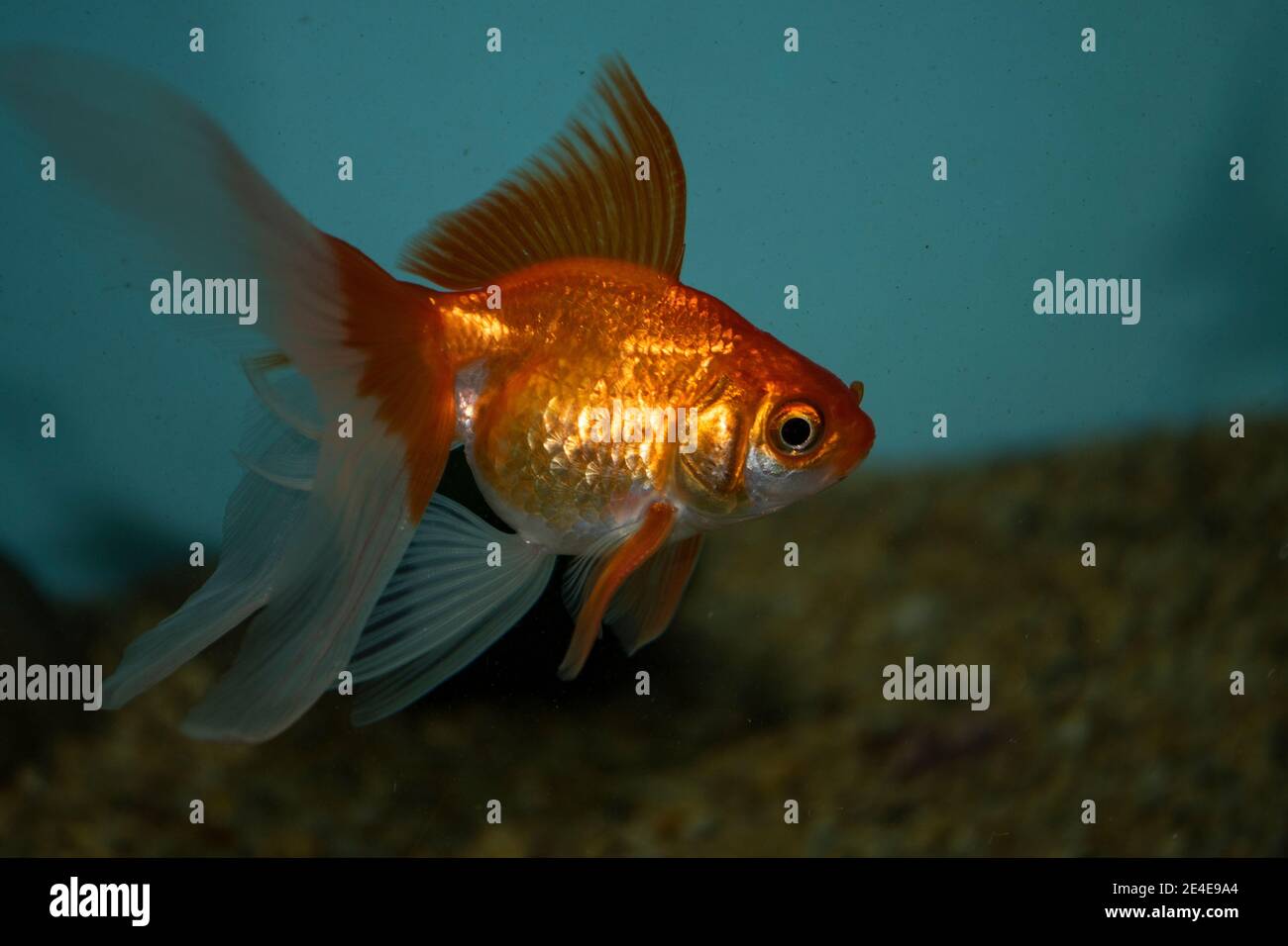 Goldfish (carassius auratus) in a freshwater aquarium Stock Photo