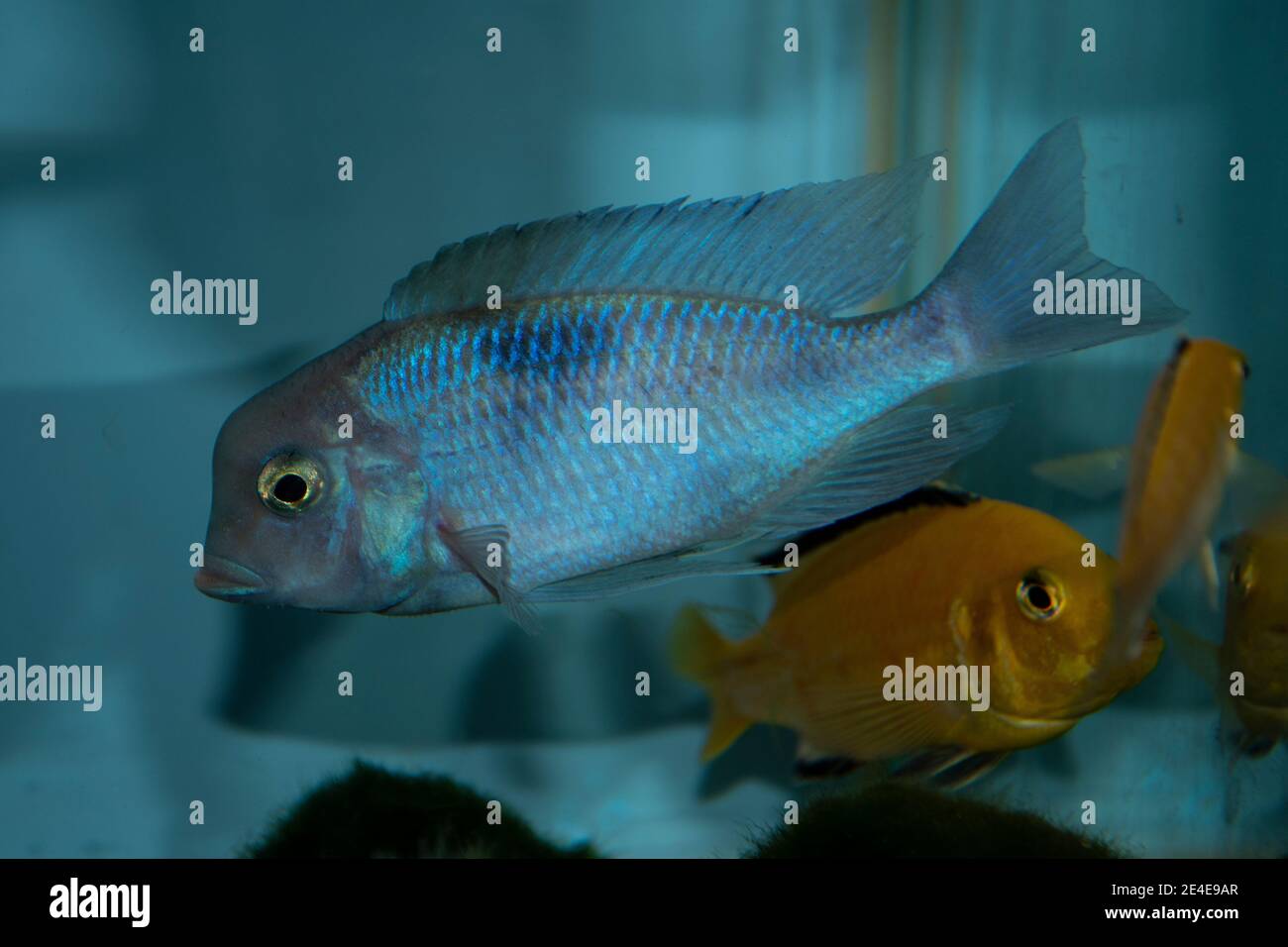 Blue Moorii Cyrtocara moorii (malawi blue dolphin)  is an exotic cichlid that comes from Lake Malawi in Africa Stock Photo