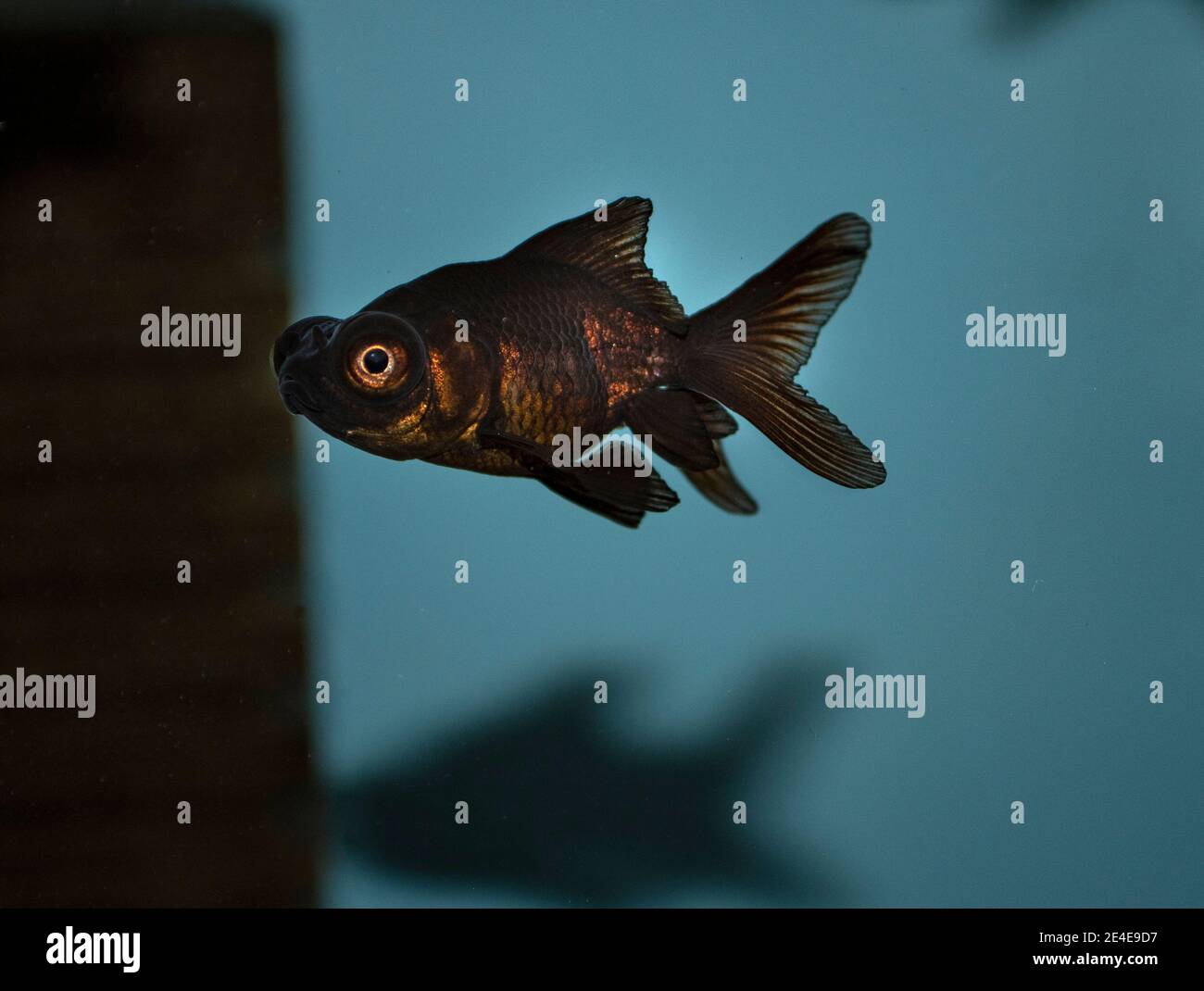 Goldfish (carassius auratus-black telescope) in a freshwater aquarium Stock Photo