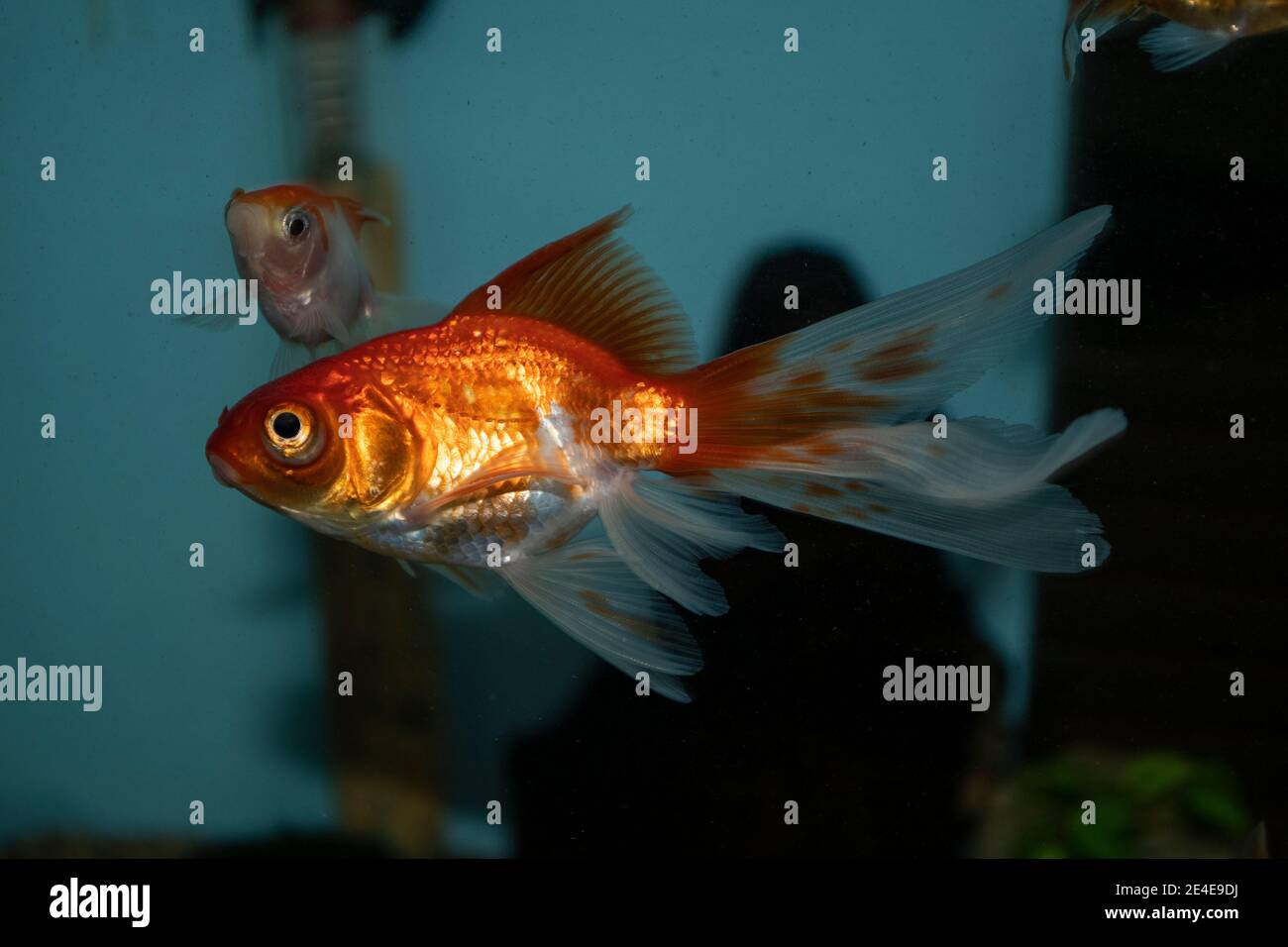 Goldfish (carassius auratus) in a freshwater aquarium Stock Photo