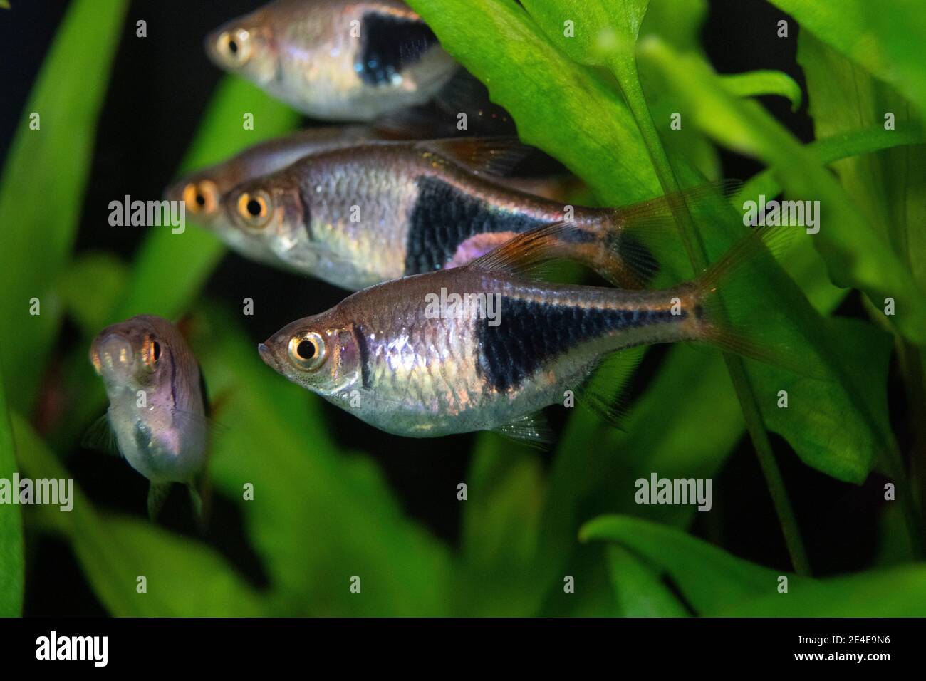 Fish rasbora heteromorph in freshwater aquarium Stock Photo