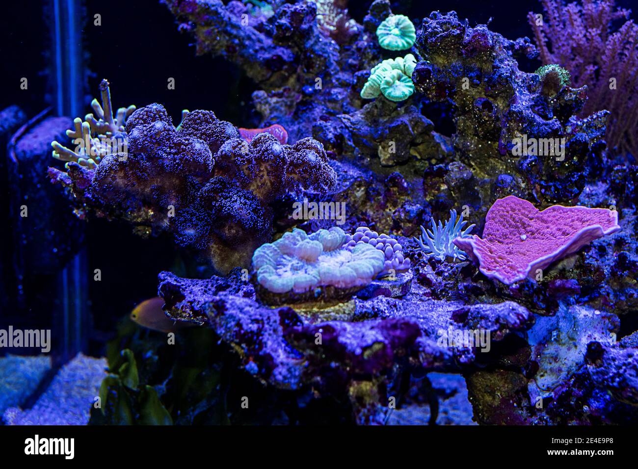 Reef tank, marine aquarium.  with different types of corals and fishes Stock Photo