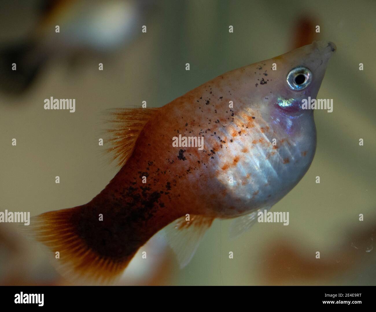 Platy fish (Xiphophorus maculatus) swimming in freshwater aquarium Stock Photo