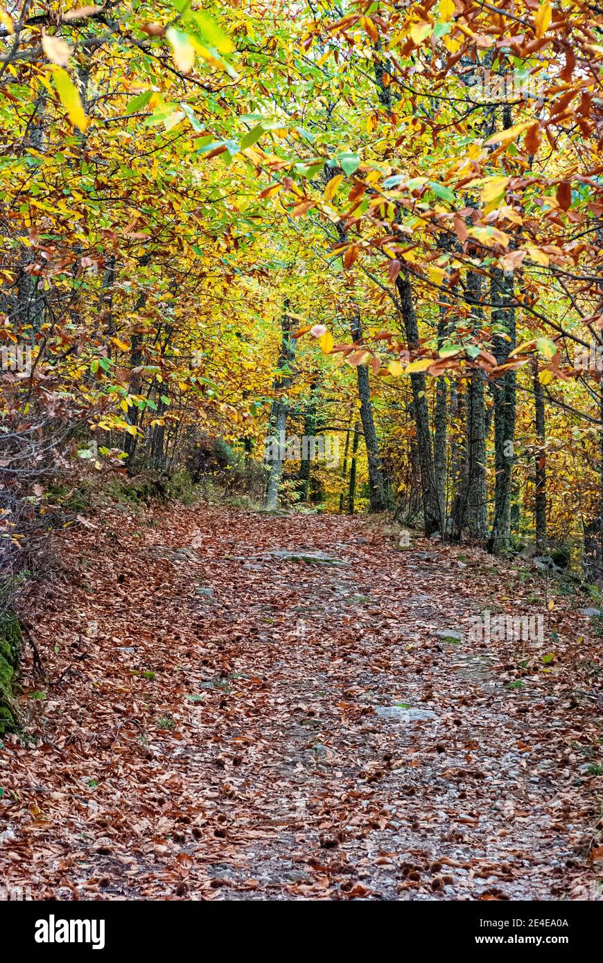 road full of leaves in a forest in autumn Stock Photo