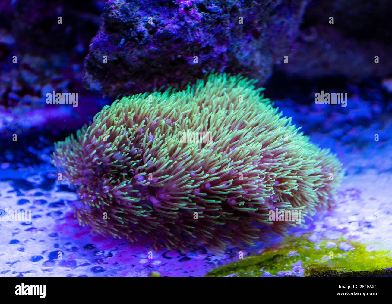 Euphyllia green torch lps coral in marine aquarium Stock Photo