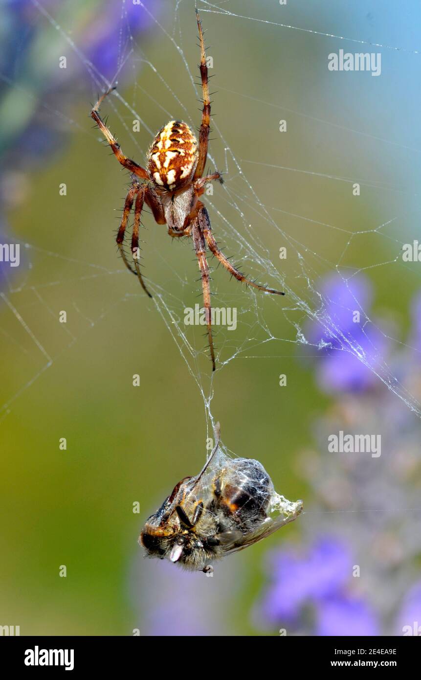 Macro of oak spider (Aculepeira ceropegia) on its cobweb with a bee in cocoon Stock Photo