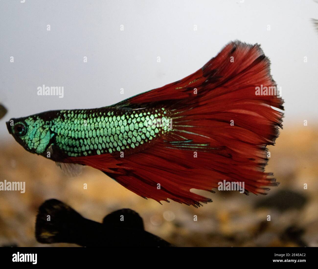 Beta fish - Halfmoon Betta swimming in tropical freshwater aquarium Stock Photo