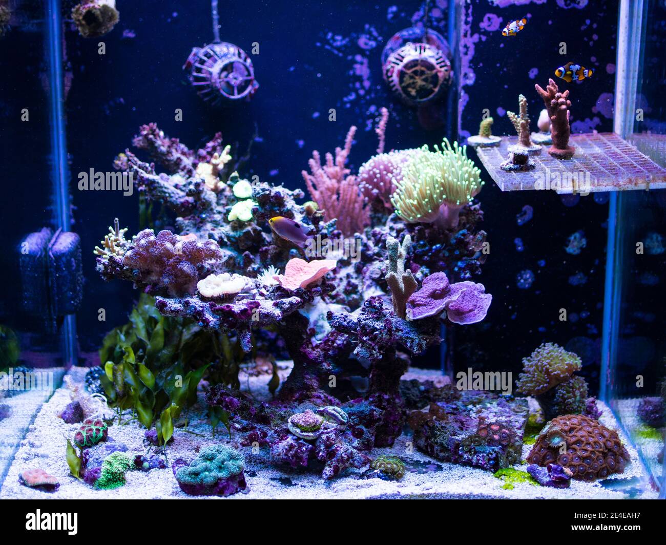 Reef tank, marine aquarium.  with different types of corals and fishes Stock Photo