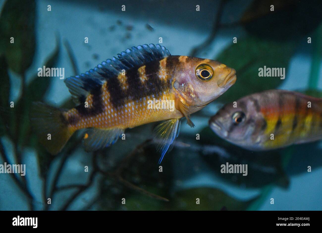 Pseudotropheus crabro bumble cichlid is a species of fish endemic to Lake Malawi swimming in aquarium. Stock Photo