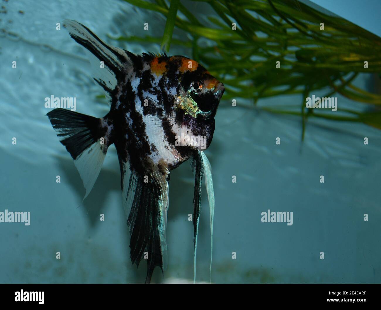 Black Angelfish (pterophyllum scalare) in aquarium Stock Photo