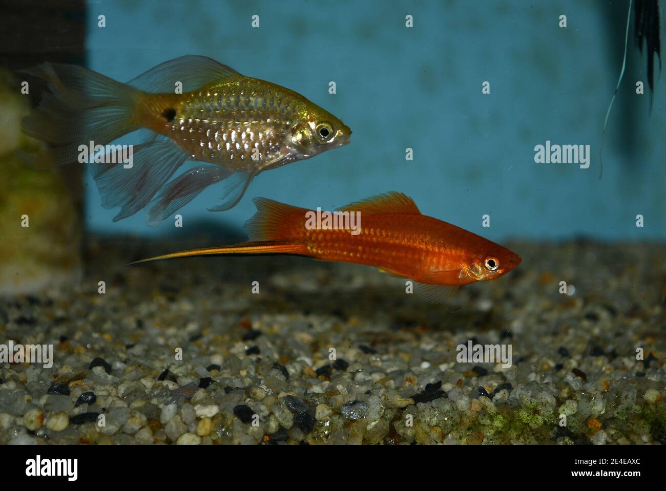 Xiphophorus hellerii (swordtail) and rosy barb (Puntius conchonius) swimming in tropical aquarium Stock Photo