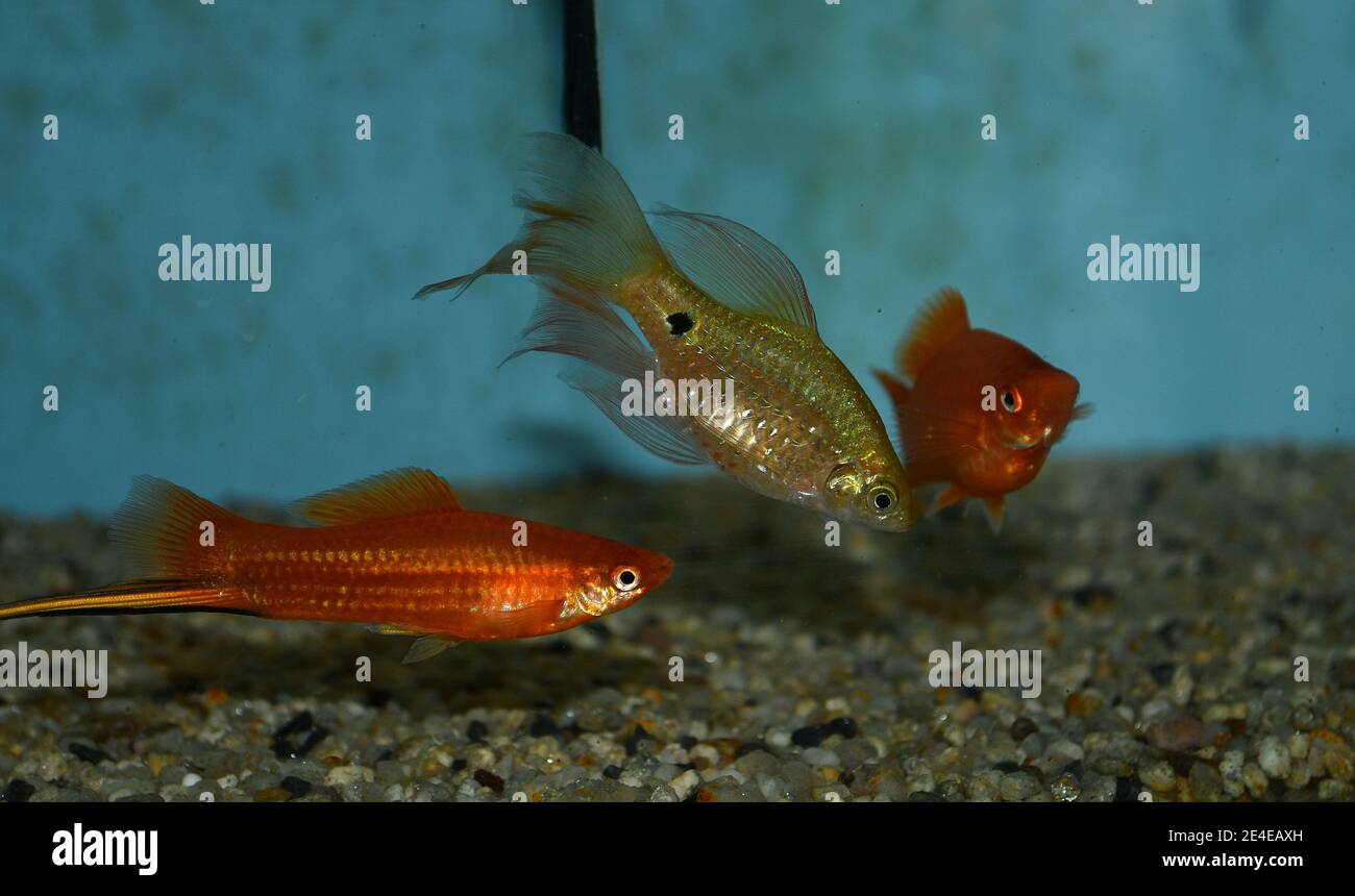 Xiphophorus hellerii (swordtail) and rosy barb (Puntius conchonius) swimming in tropical aquarium Stock Photo