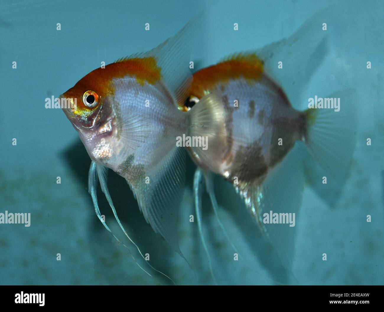 Silver Angelfish (pterophyllum scalare) in aquarium Stock Photo