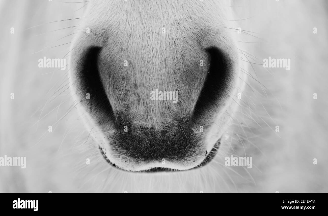 Breath - closeup of horse nostrils, black and white Photo Stock Photo
