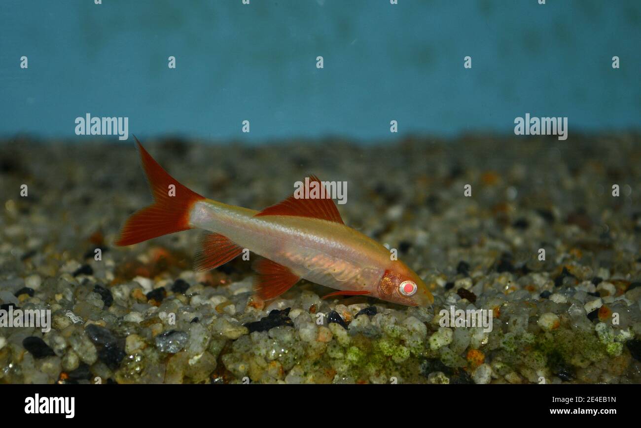 Red tailed shark - albino (labeo bicolor) swimming at the bottom in tropical aquarium Stock Photo