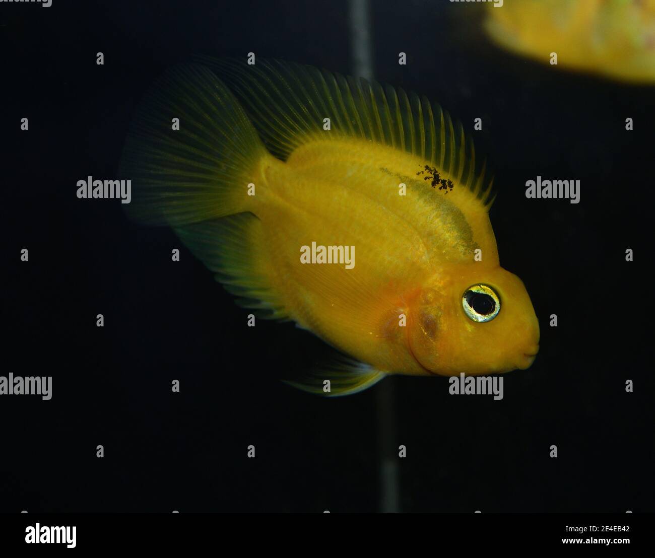 Parrot fish swimming in freshwater aquarium Stock Photo