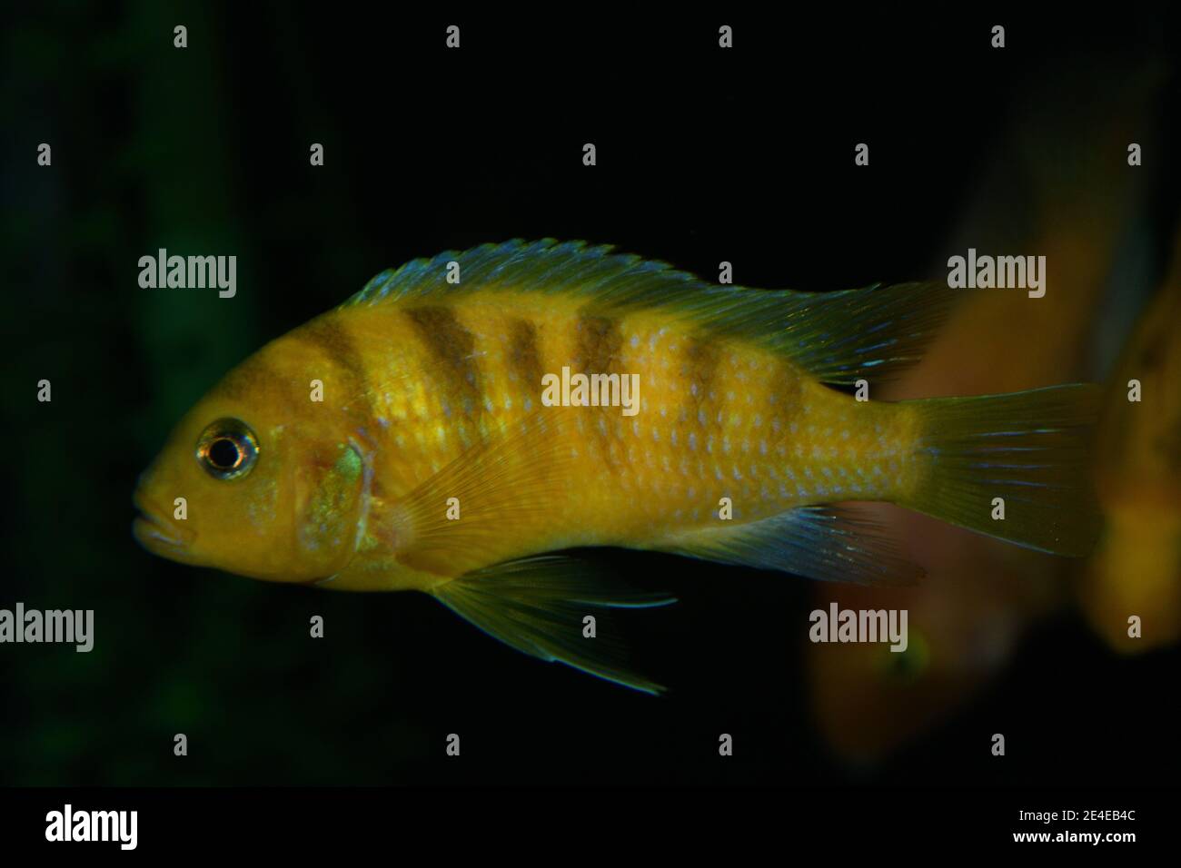 Yellow fish, cichlid Labidochromis caeruleus in the tropical aquarium. Stock Photo
