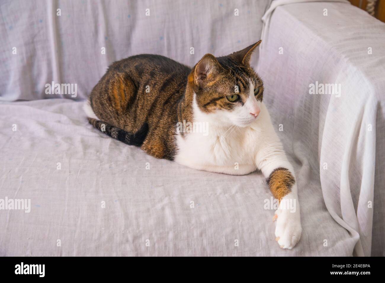 Tabby and white cat lying on a sofa. Stock Photo