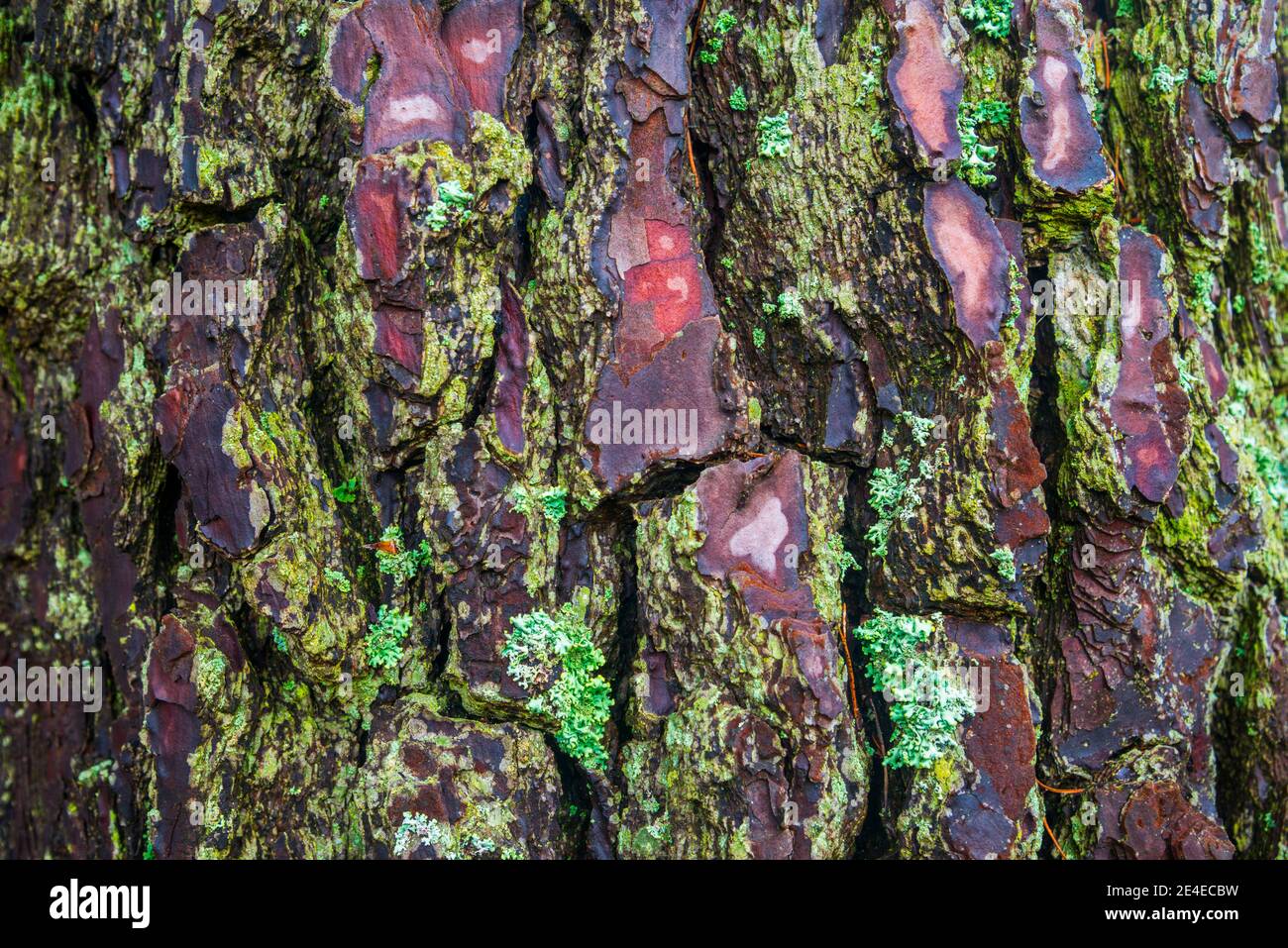 Pine tree trunk texture. Stock Photo