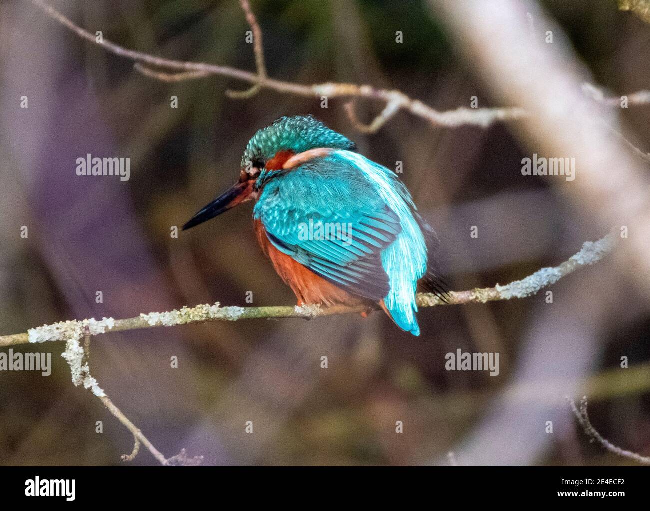 Kingfisher, (Alcedo atthis) perched on a tree branch on the River Almond, Livingston, West Lothian, Scotland. Stock Photo