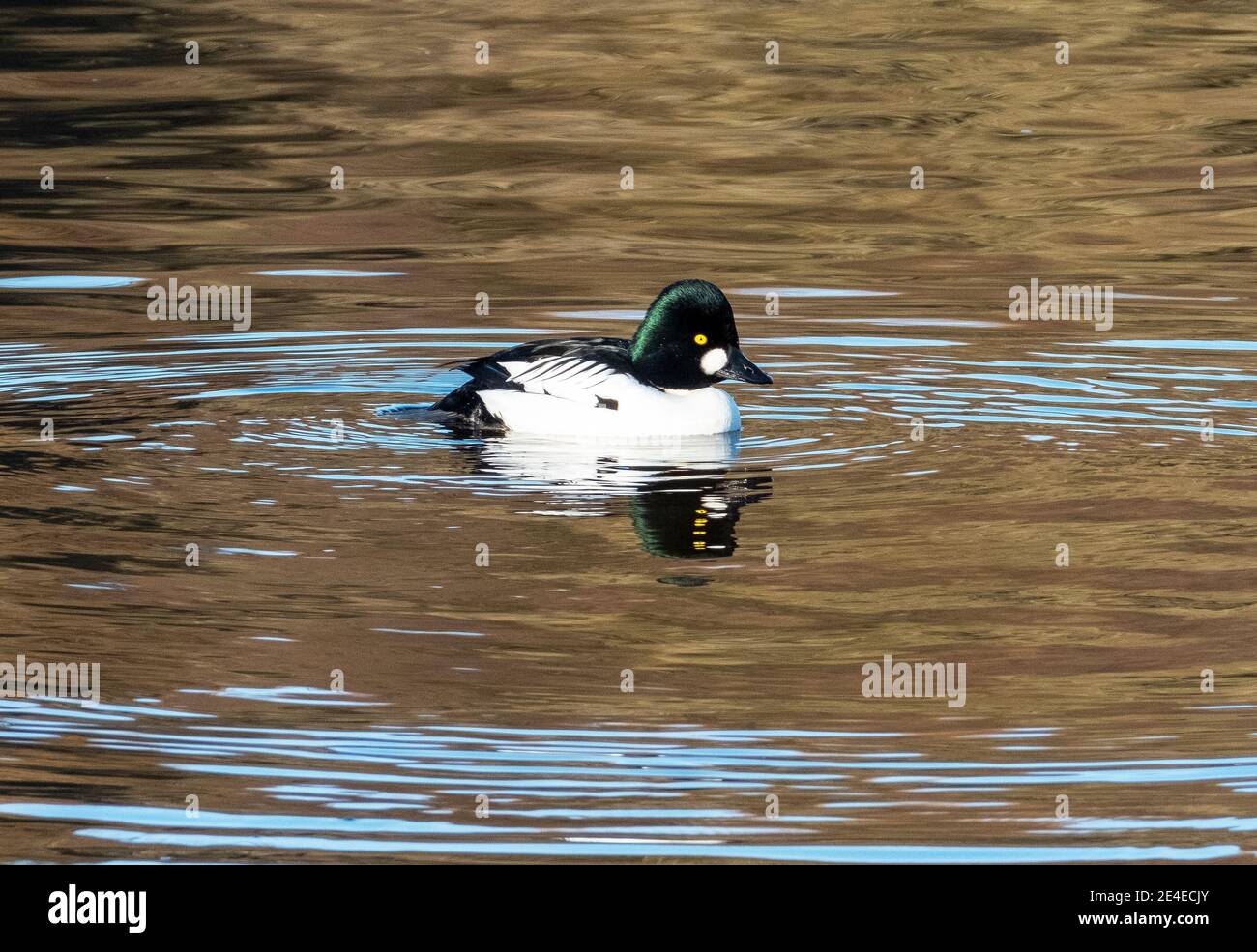 Goldeneye Duck, male (Bucephala clangula) Almond Pools, Livingston, West Lothian, Scotland UK. Stock Photo