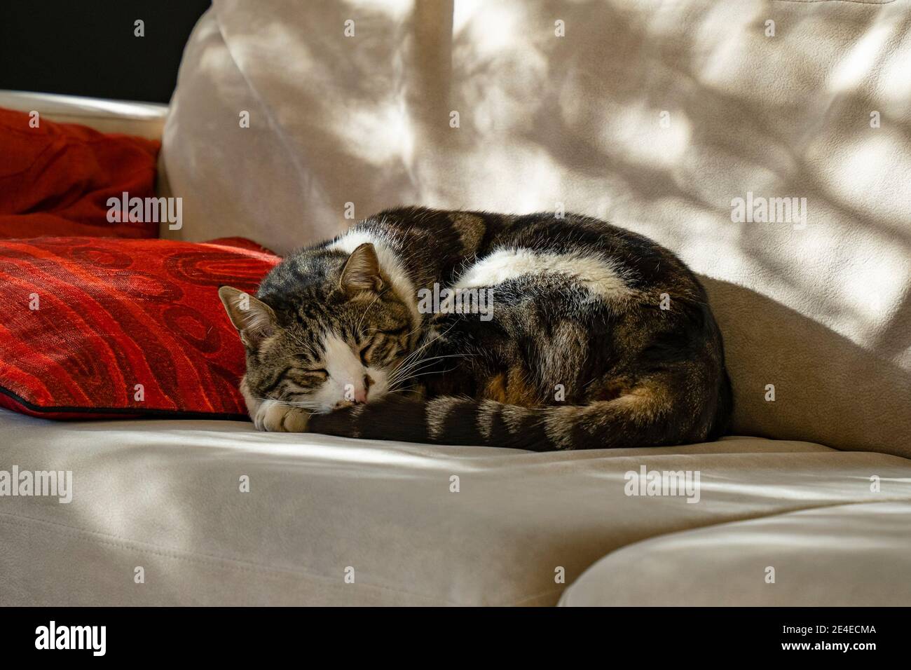 A domestic gray and white cat sleeping on a light colored sofa in the ...