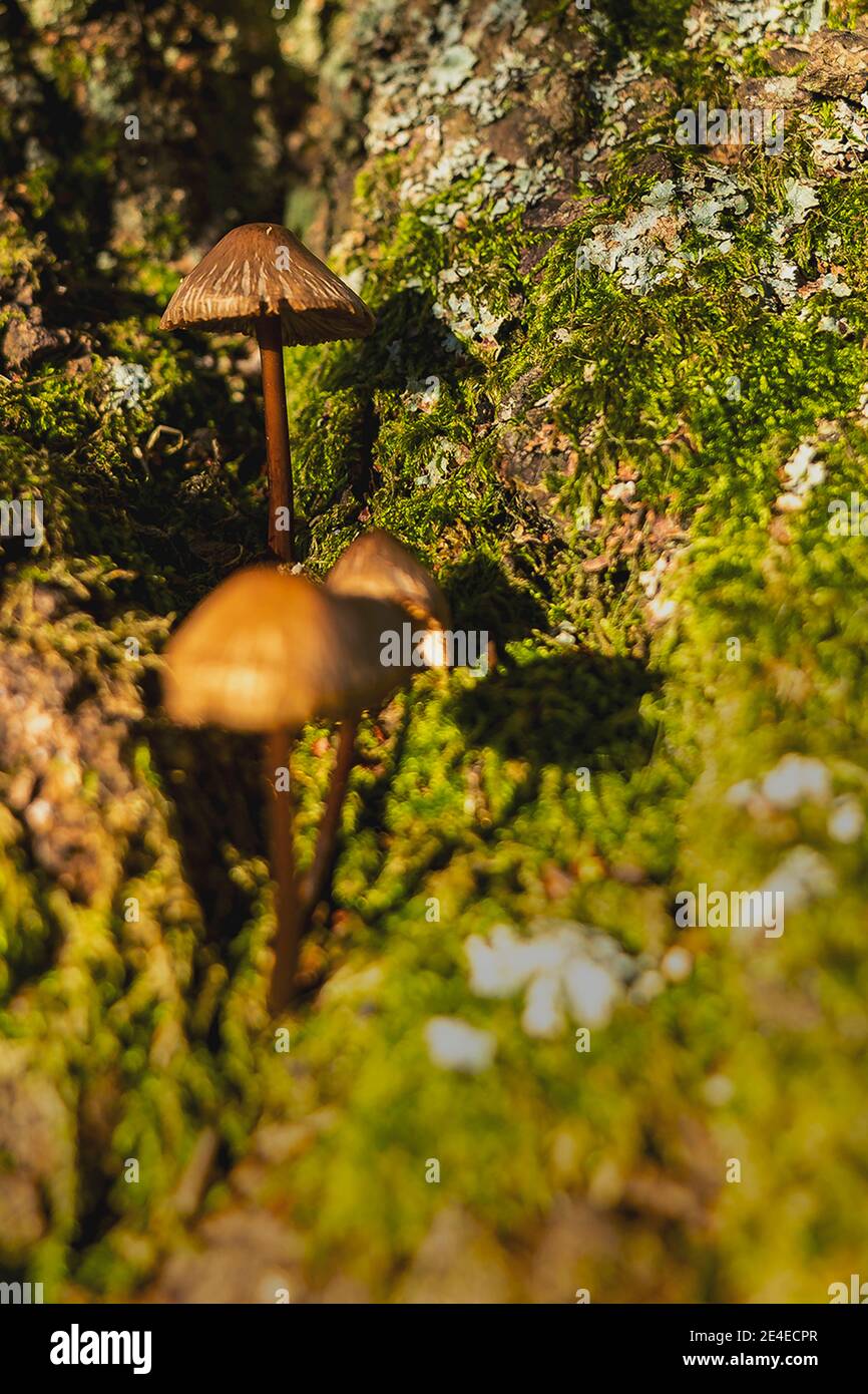 fungi in an english woodland Stock Photo