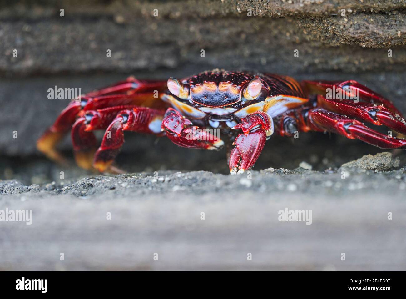 Portrait with shallow depth of field of red rock crab , Grapsus grapsus, also known as Sally Lightfoot crab sitting on the lava rocks of the galapagos Stock Photo