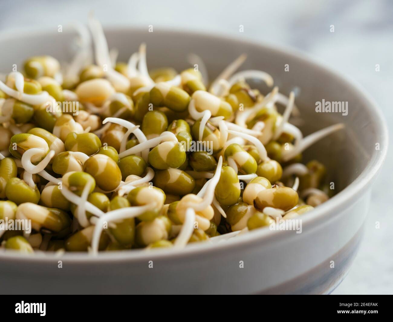 Small bowl with sprouted mung beans. Stock Photo