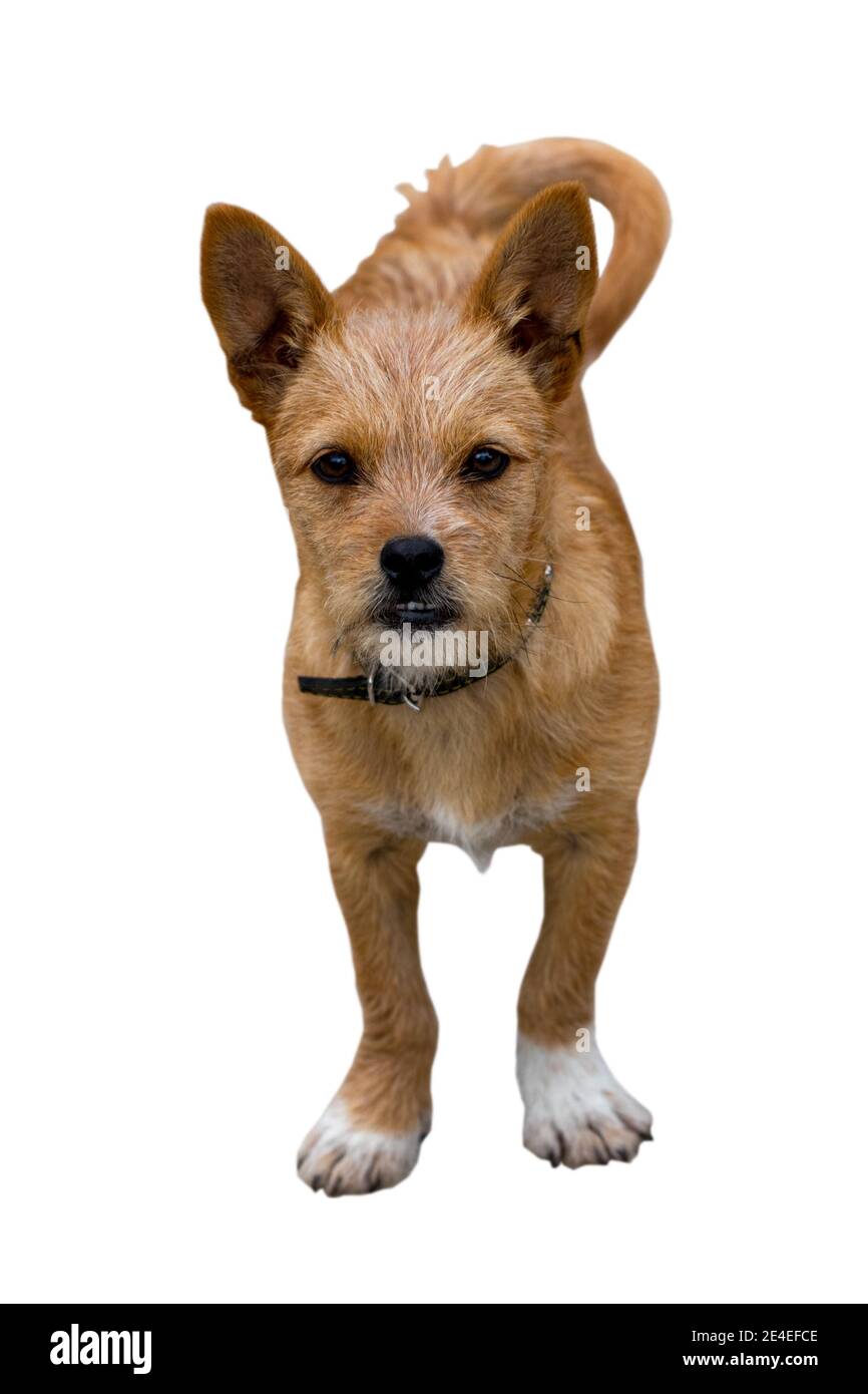 funny dog isolated on white background Stock Photo Alamy