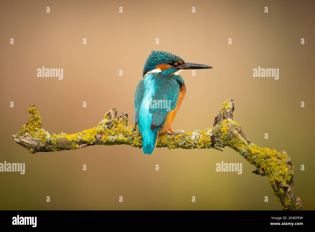 Stunning Kingfisher Stock Photo