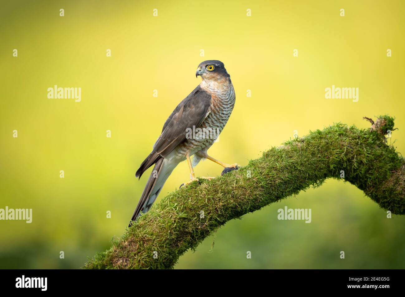 Male Sparrowhawk Stock Photo