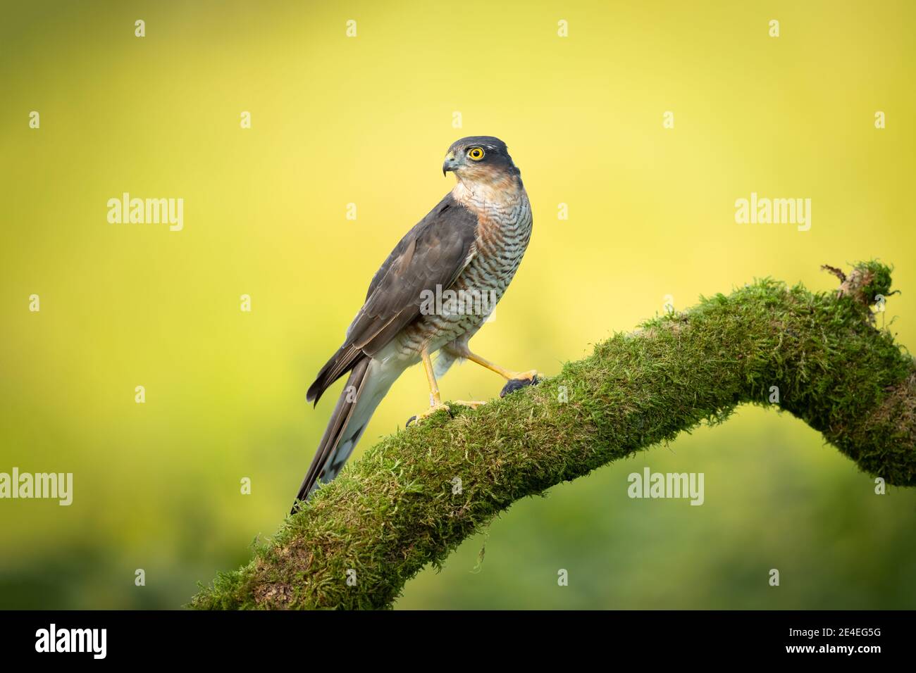 British Sparrowhawk Hi res Stock Photography And Images Alamy British Sparrowhawk Hi res Stock Photography And Images Alamy