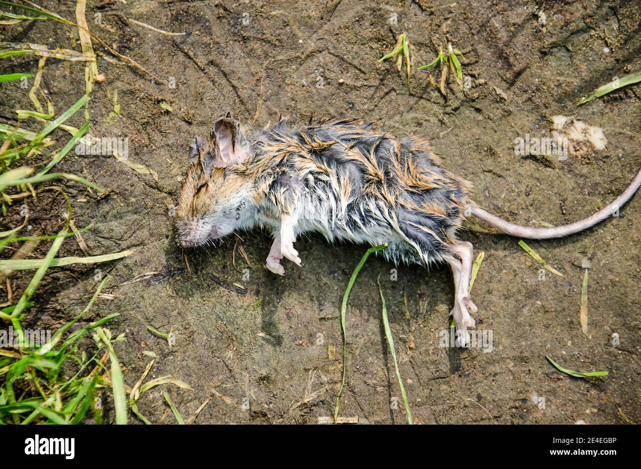 Dead animal mouse in trap, lying on green grass lawn, garden, park, outside,  backyard, summer Stock Photo - Alamy