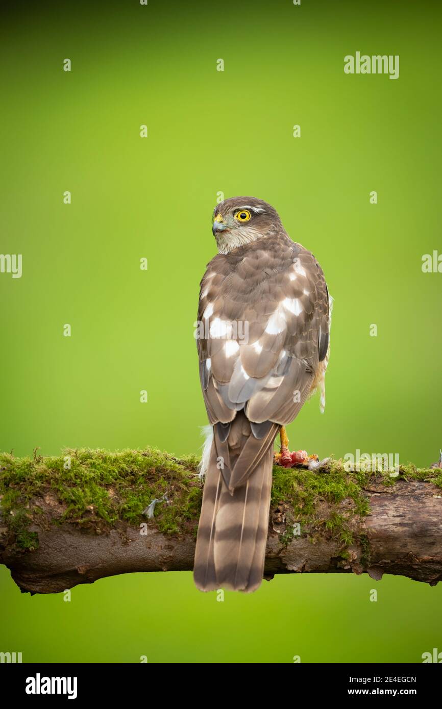 British sparrowhawk hi-res stock photography and images - Alamy