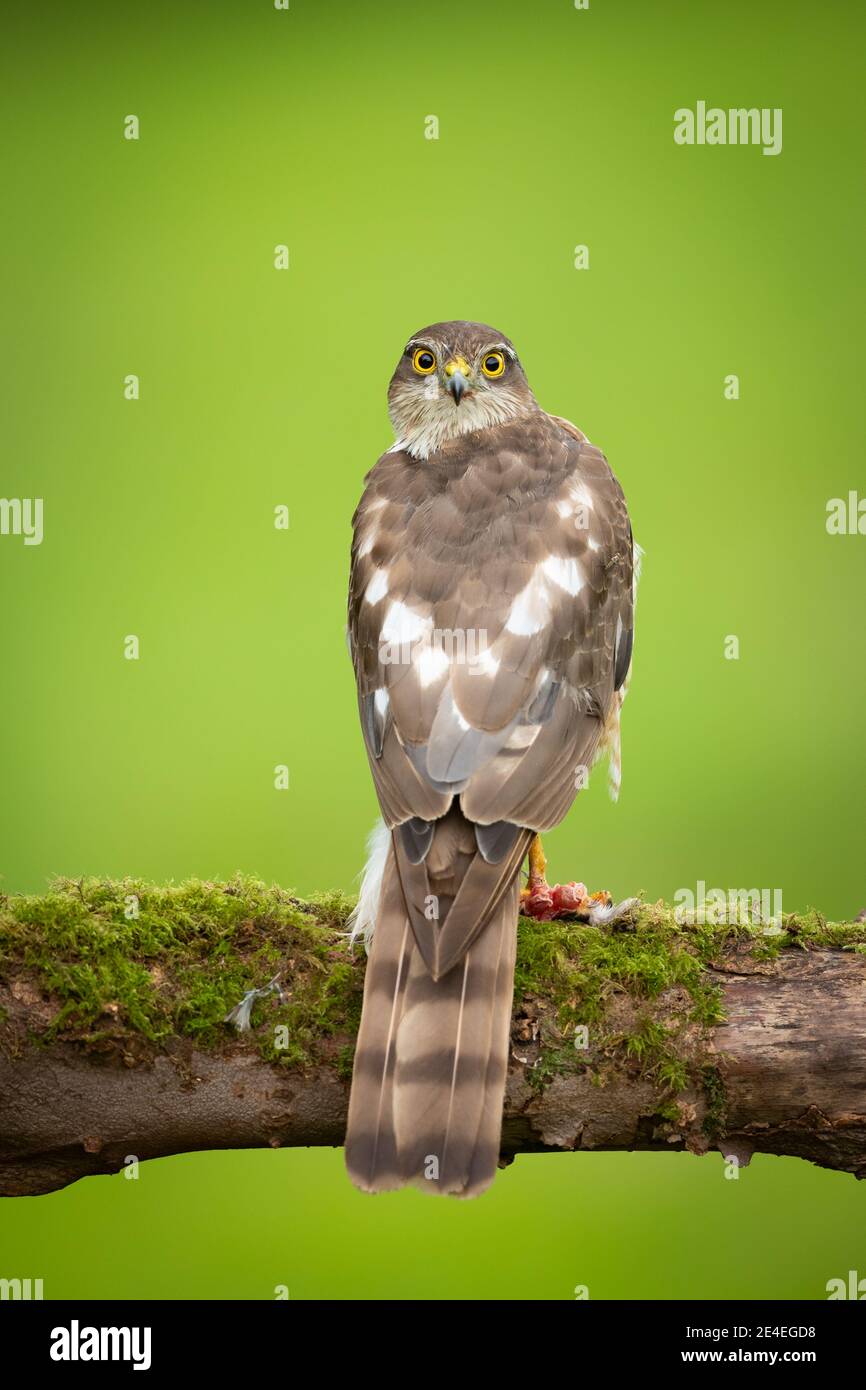 British Sparrowhawk Hi res Stock Photography And Images Alamy British Sparrowhawk Hi res Stock Photography And Images Alamy