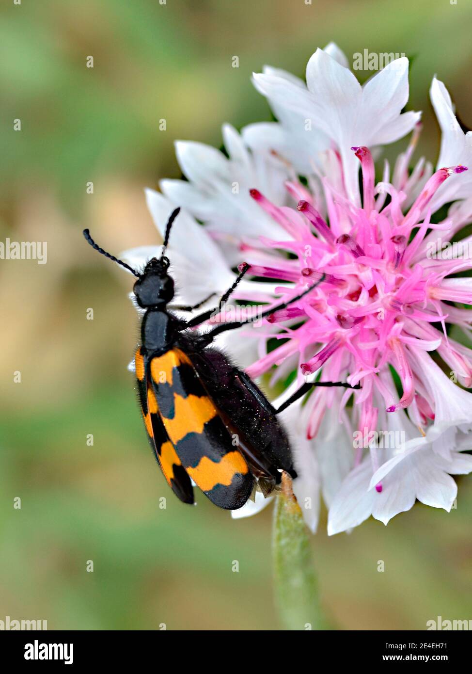 Mylabris variabilis hires stock photography and images Alamy