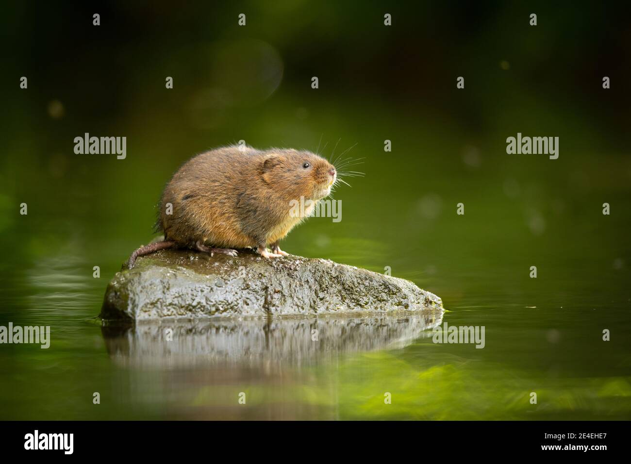 Curious Water Vole Stock Photo