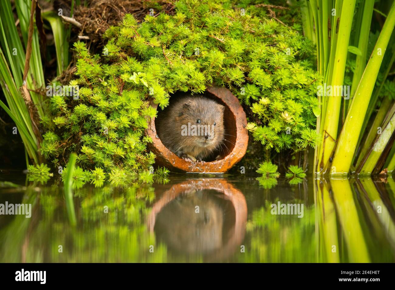 Curious Water Vole Stock Photo
