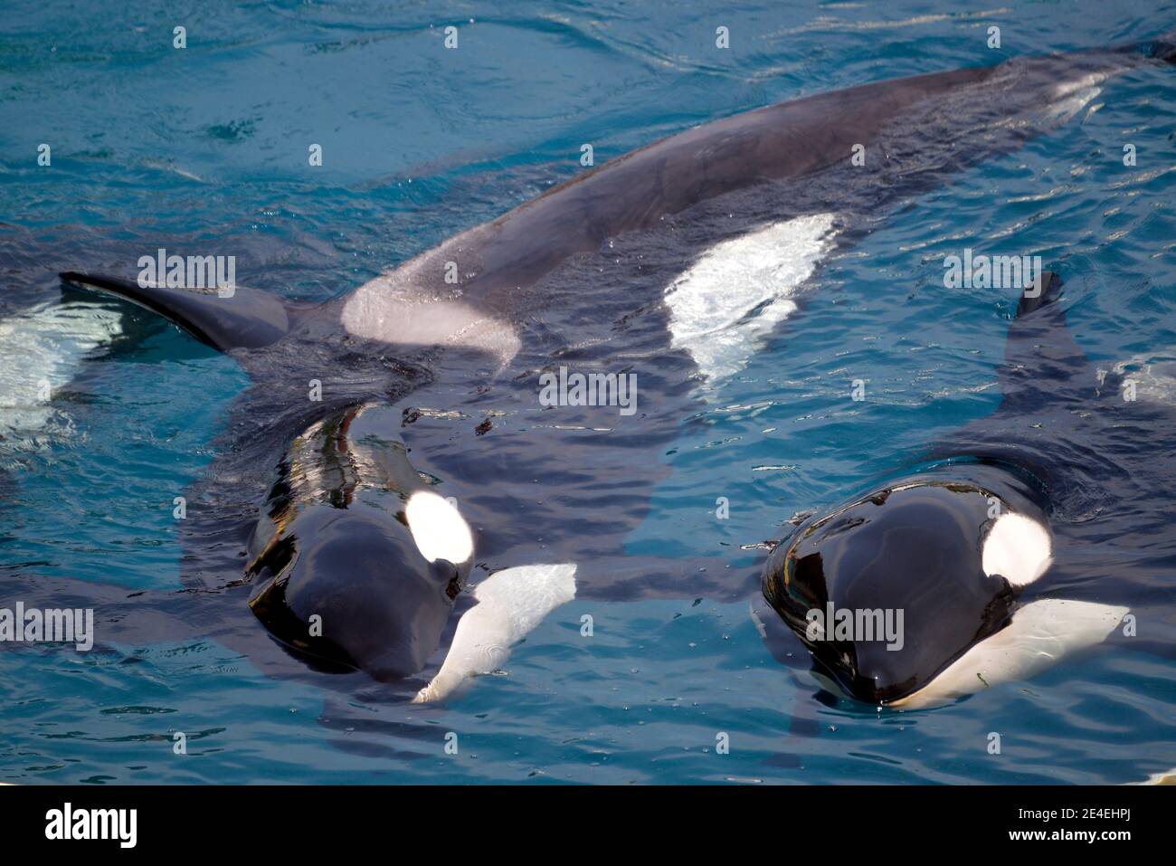 Two killer whales (Orcinus orca) lying in blue water Stock Photo