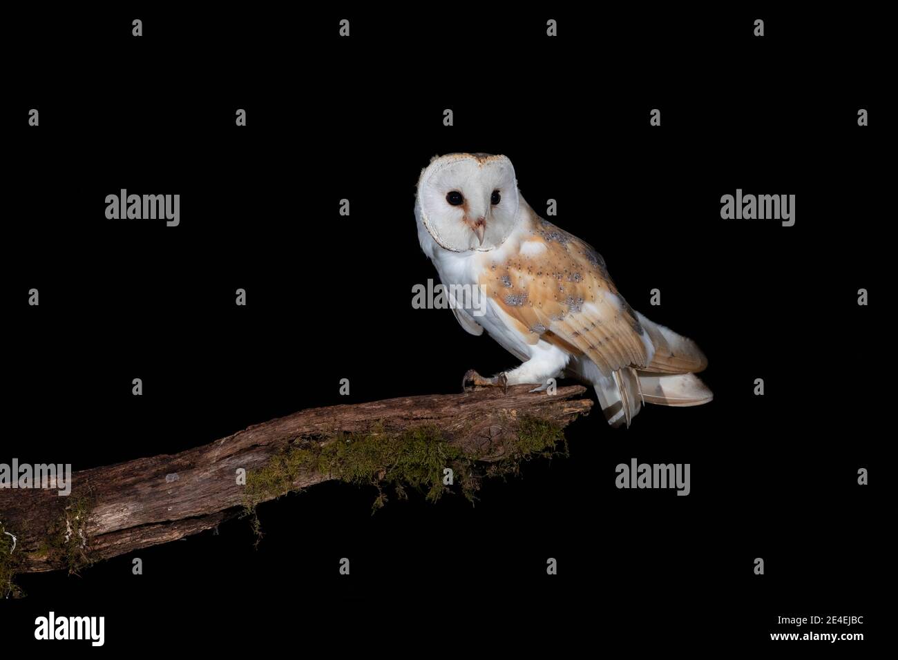 Barn Owl @ night Stock Photo